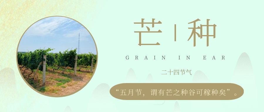 芒種 ▎風(fēng)吹葡園浪，蟬鳴夏始忙