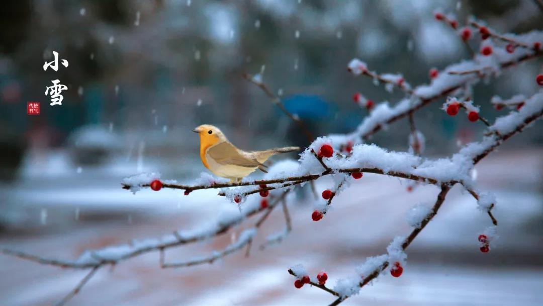小雪 ▎等一地雪白，與歲月慢酌