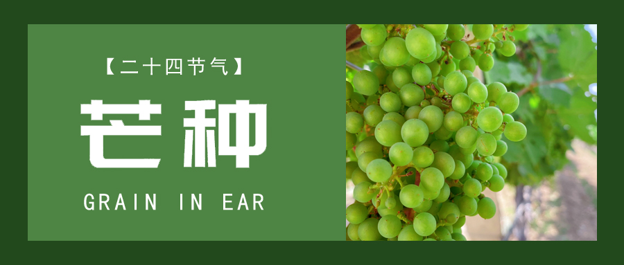 芒種 ▎忙終有獲，種得其所