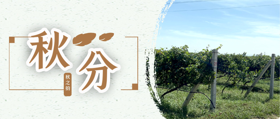 秋分 ▎秋分載萬(wàn)物，葡園話豐收