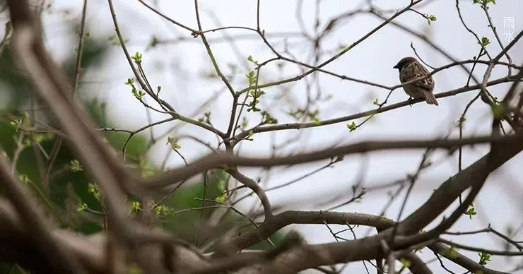 雨水||絲絲春雨潤(rùn)萬(wàn)物，杯杯美酒暖人心