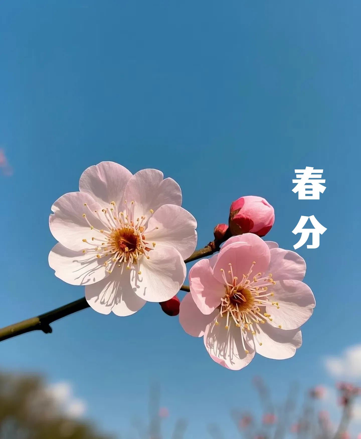 春分||花間一壺酒，莫負(fù)好時(shí)光